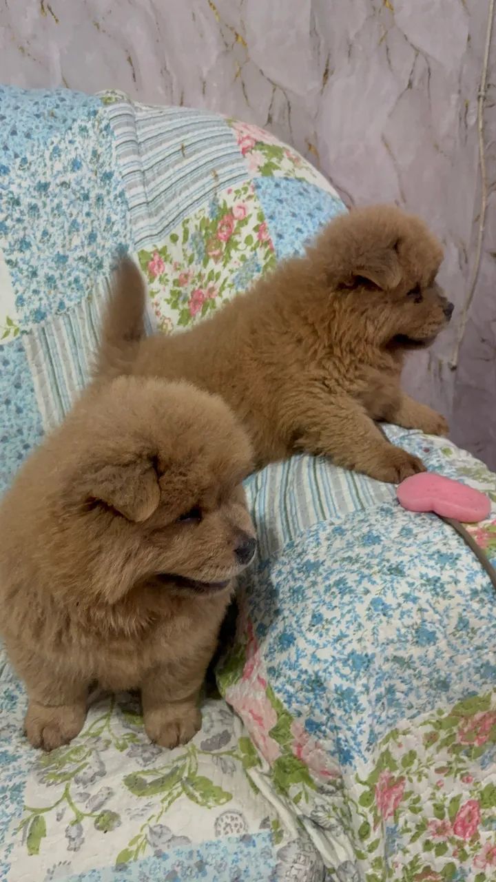 Chow chow macho  - Foto 5