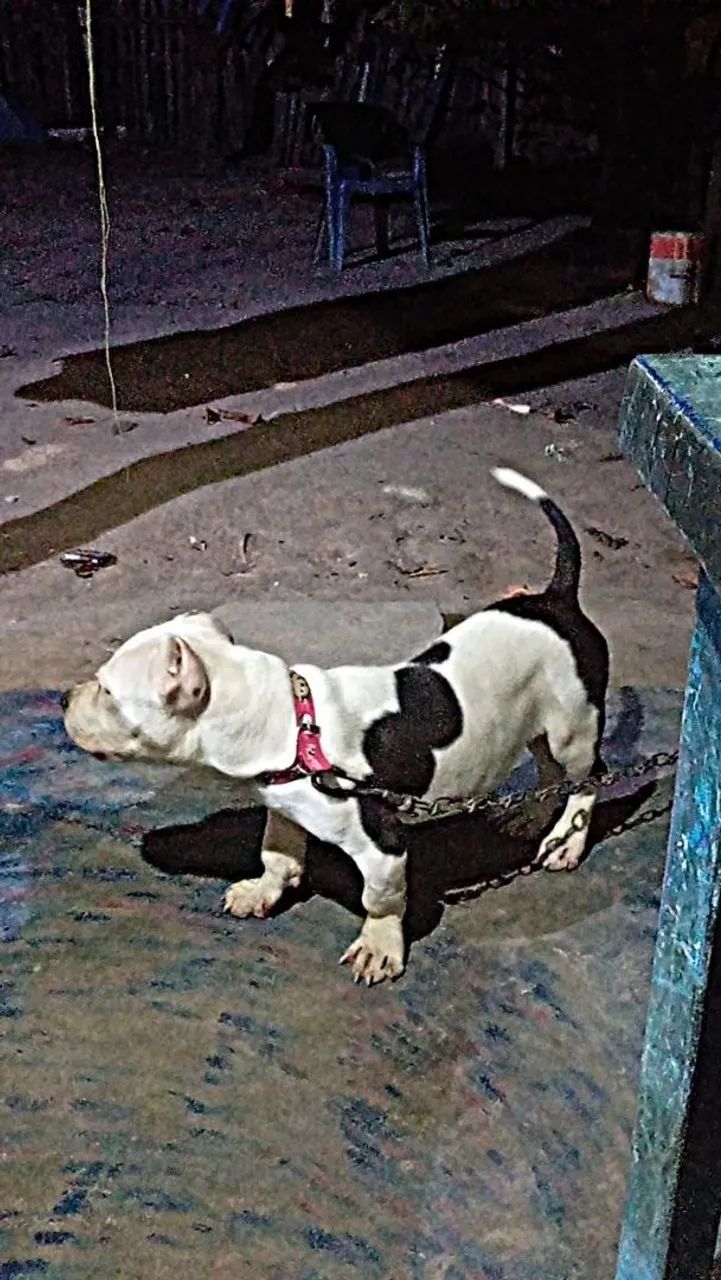 Pit monster  - Foto 3