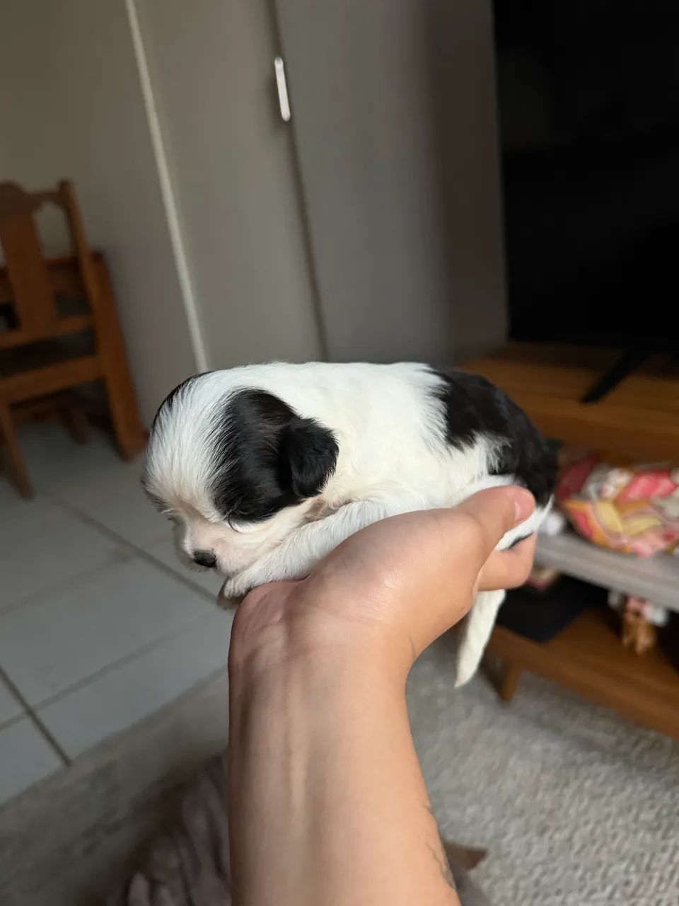 Shitzu anão  - Foto 3