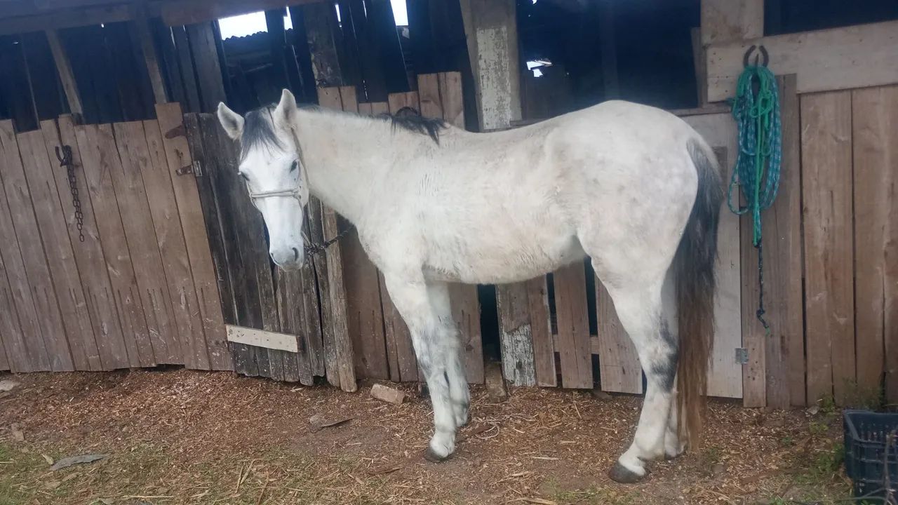 Cavalo manga larga  - Foto 2