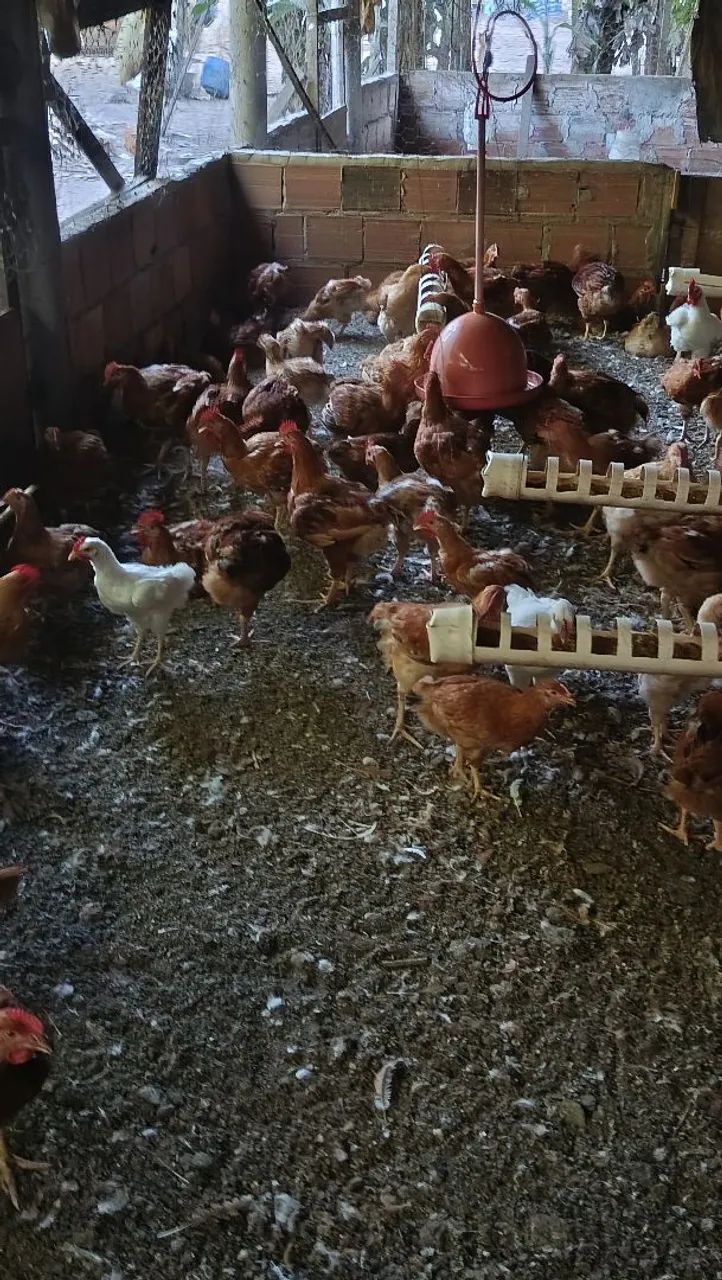 Frangos caipira prontos para abate  - Foto 5