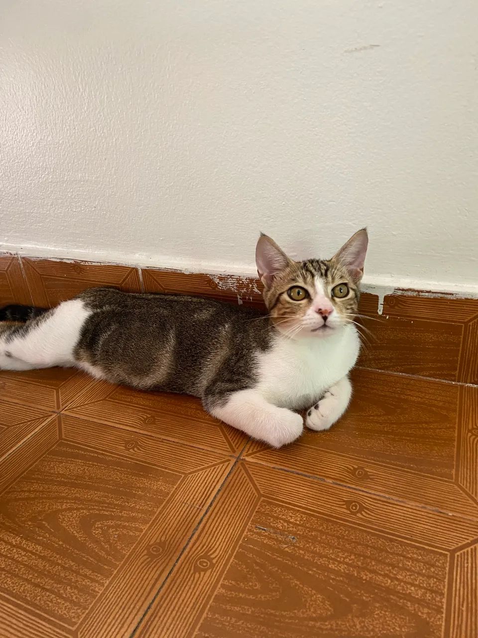 Gatinho dócil precisando de amor - Foto 2
