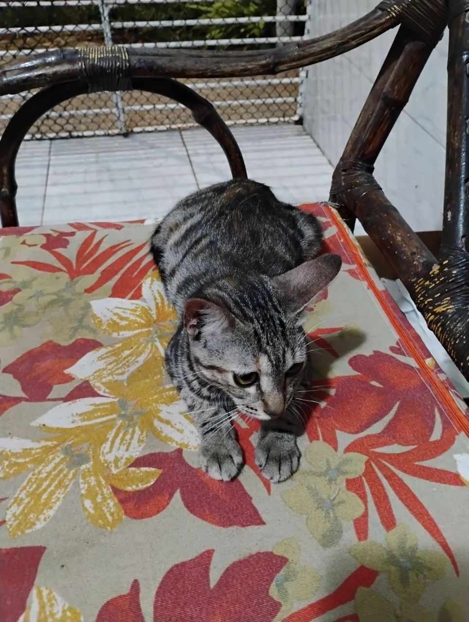 Adoção responsável  - Foto 6