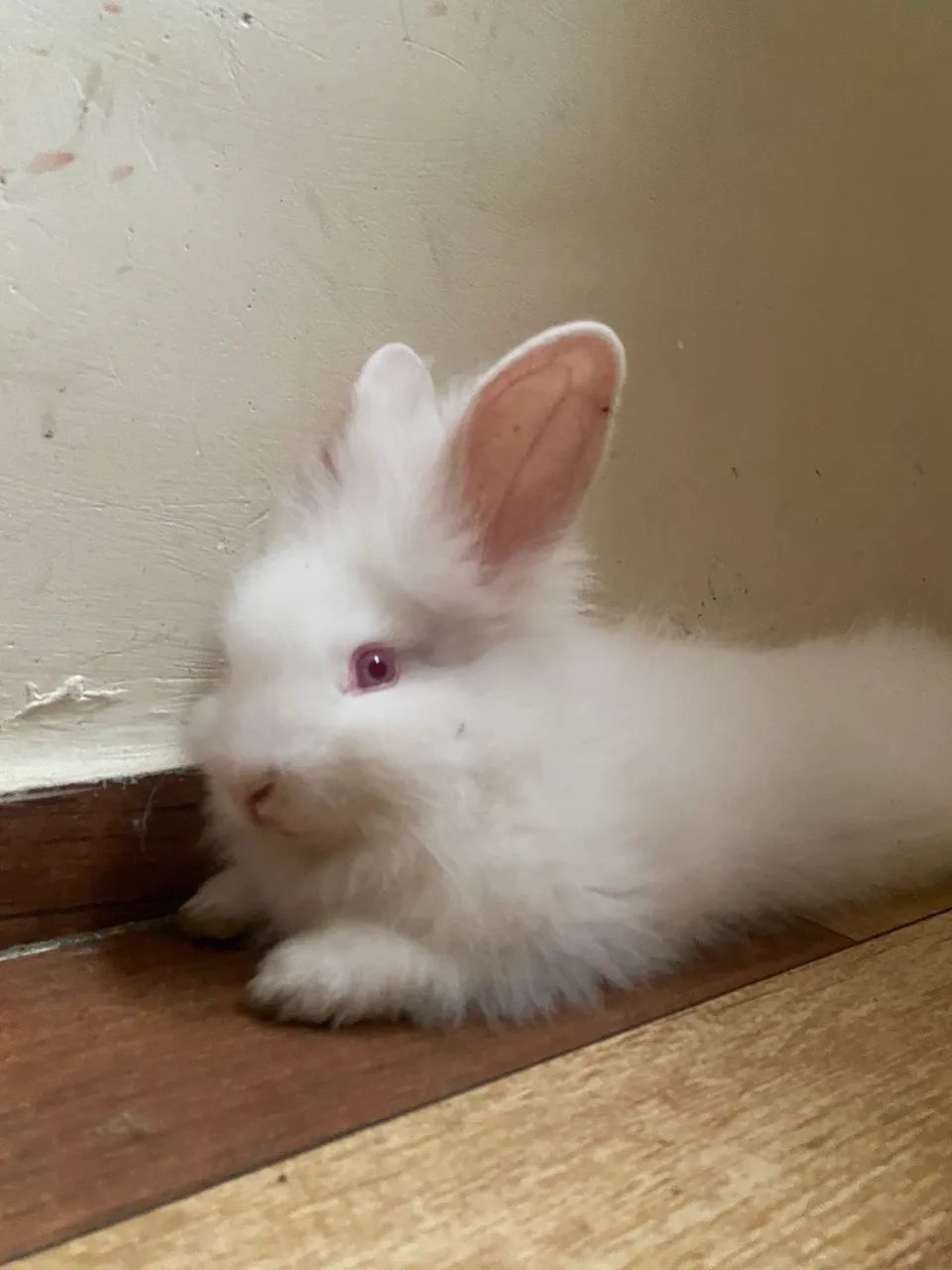 Vendo coelho branco - Foto 4