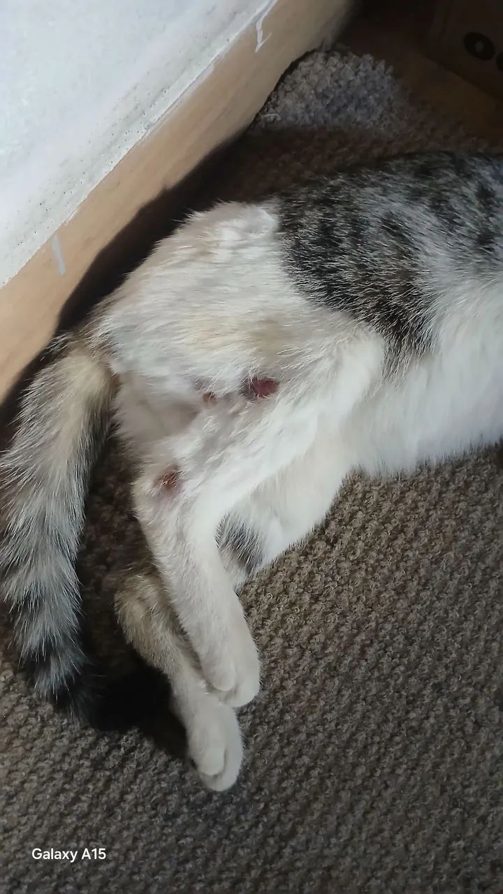 Gatinha  - Foto 3