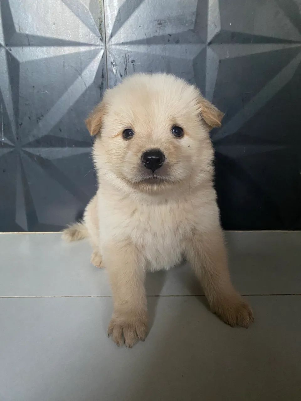 Filhote de chow chow - Foto 2