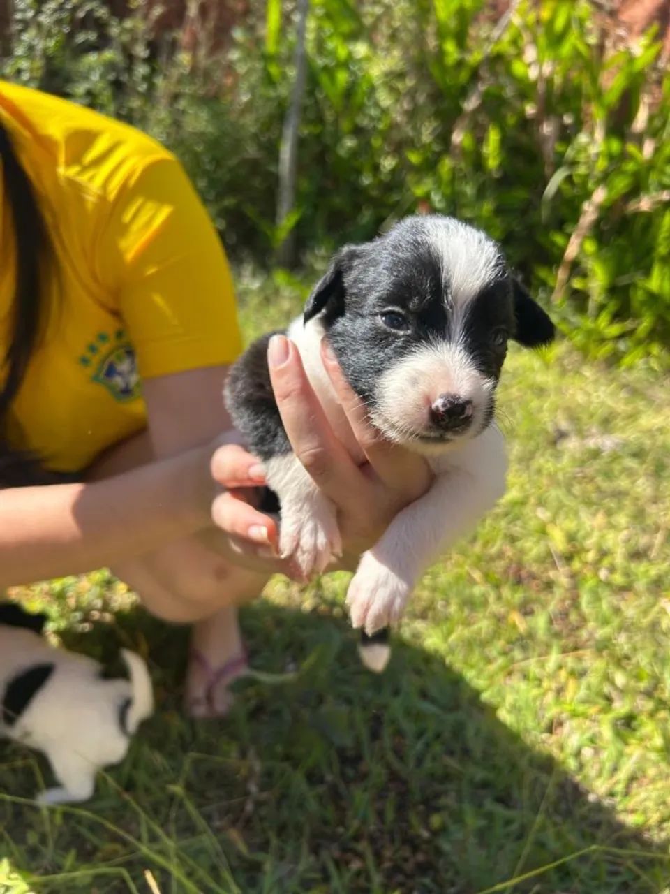 Vende-se filhotes de Border Collie - Foto 4