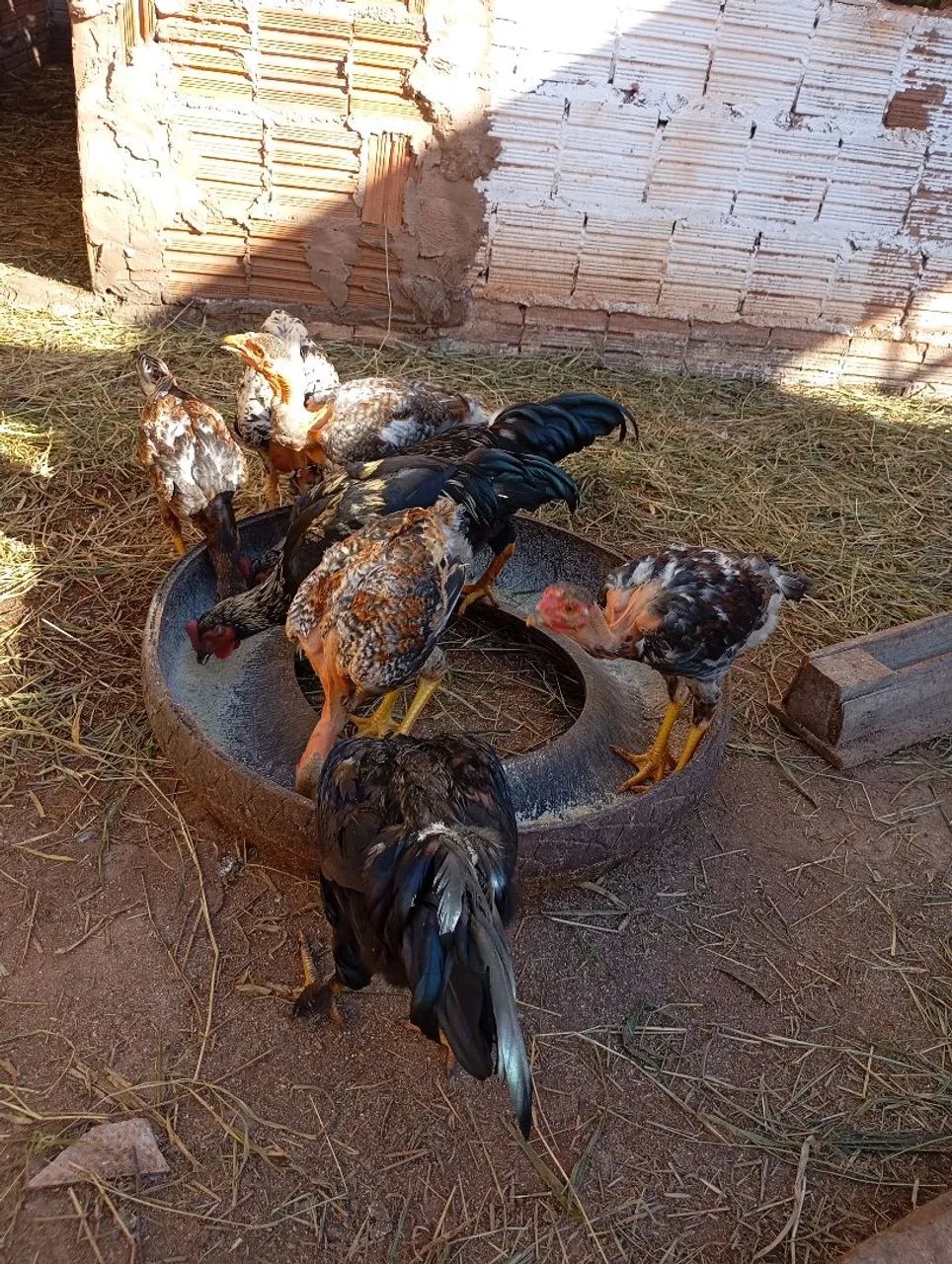 Frango caipira  - Foto 4