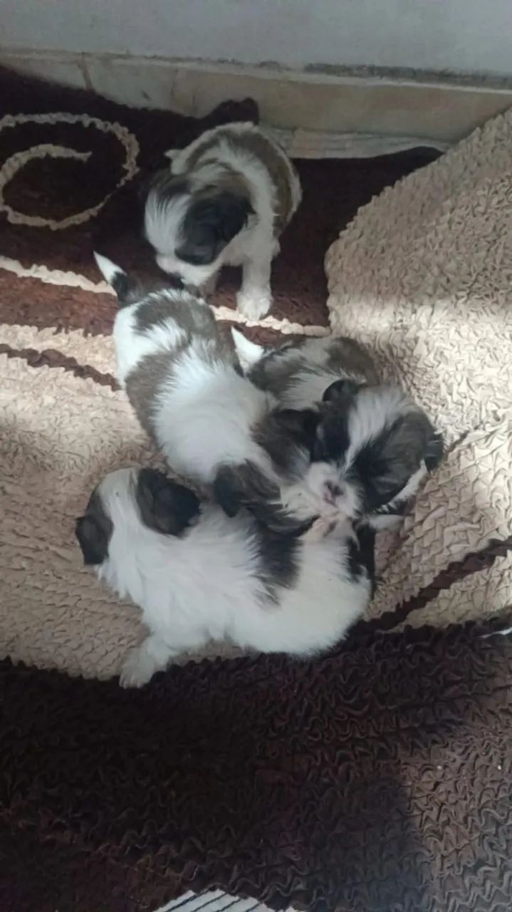 Filhote de shih tzu