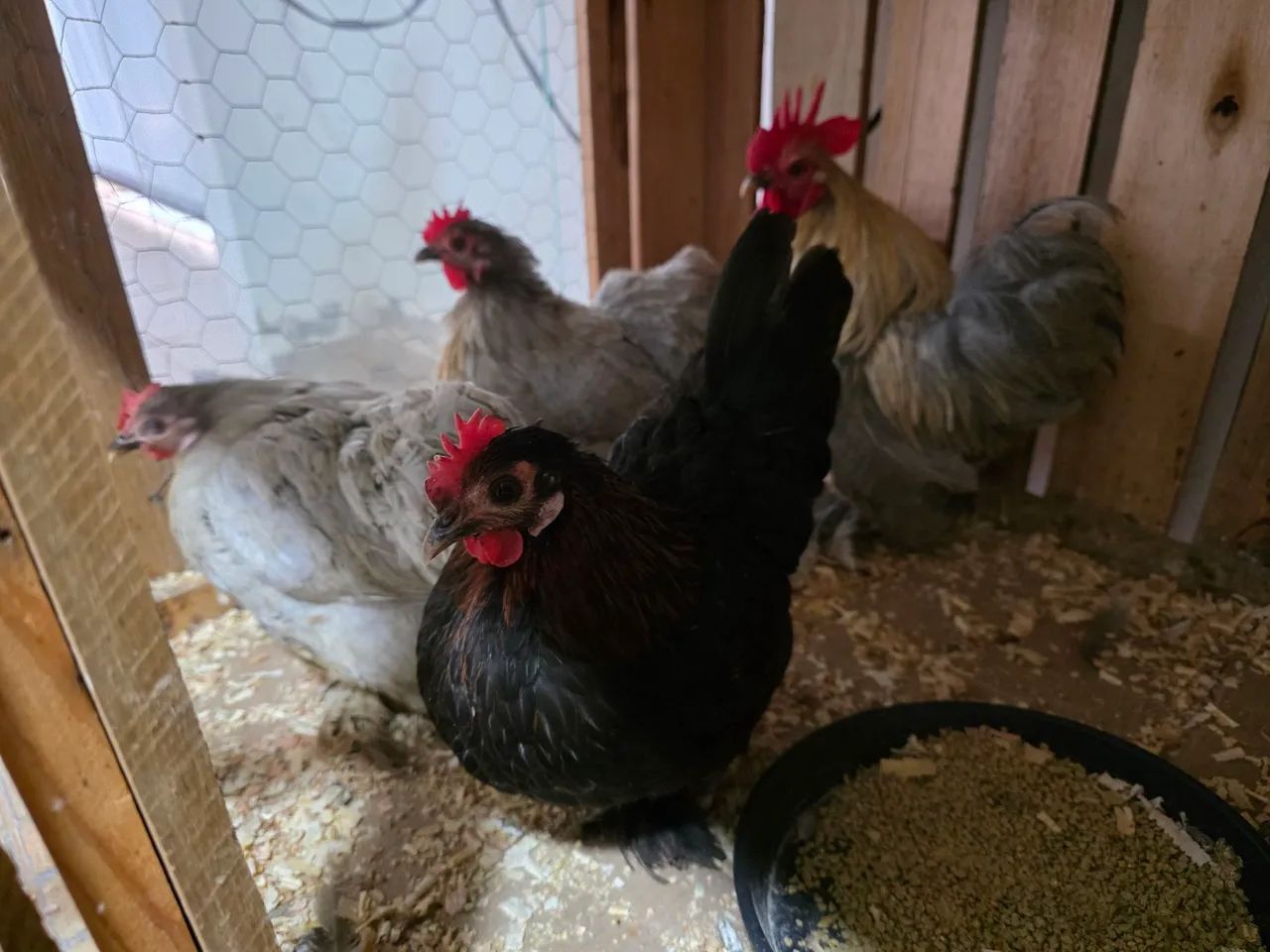 Galinhas Mini Cochin Lavanda - Foto 6