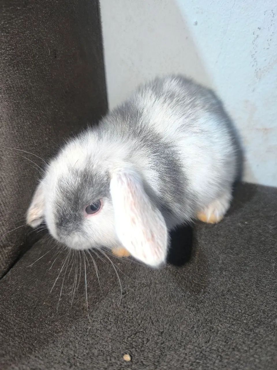 Coelho Mini Lop  - Foto 2