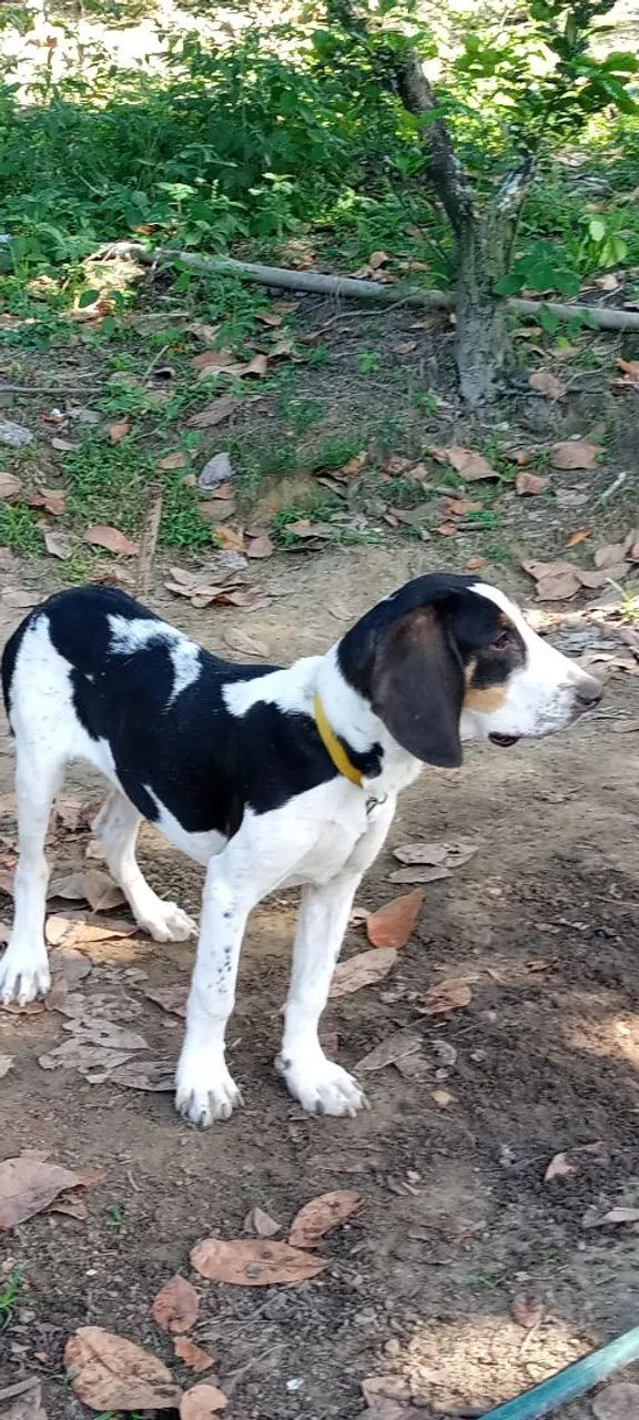 Cães  - Foto 4