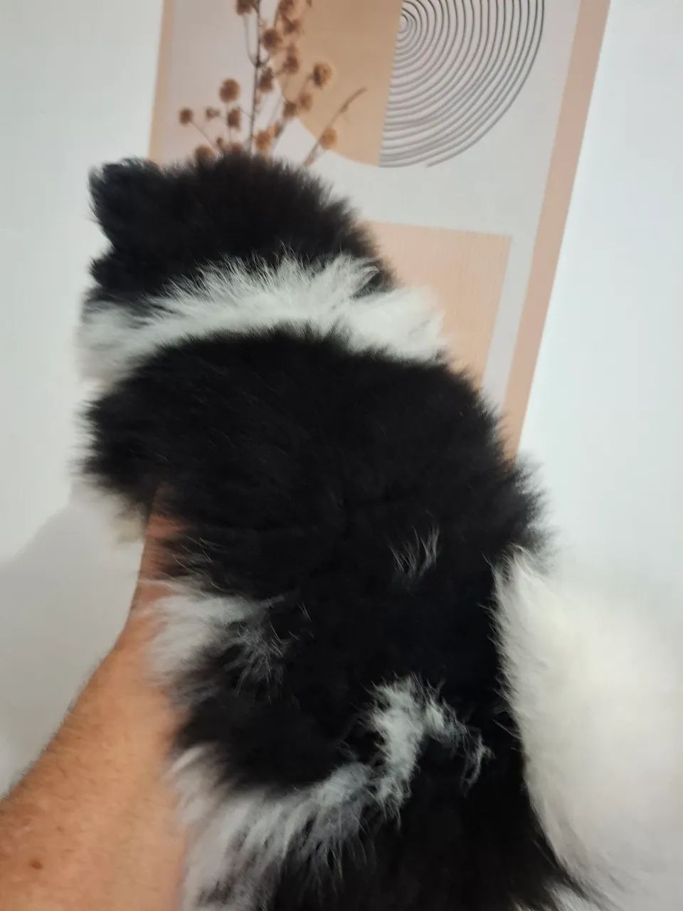Lindo machinho spitz alemão  - Foto 3