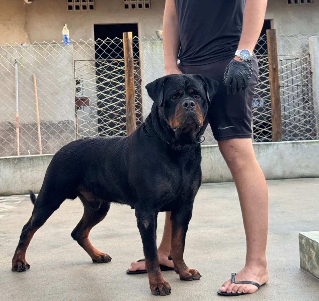 Rottweiler com pedigree. - Foto 3