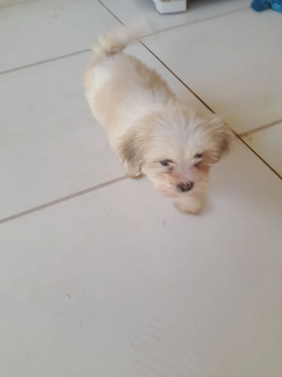 Lhasa apso - Foto 3