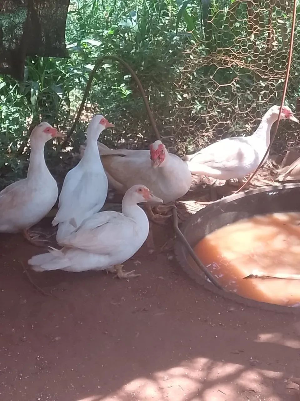 Patas brancas - Foto 2