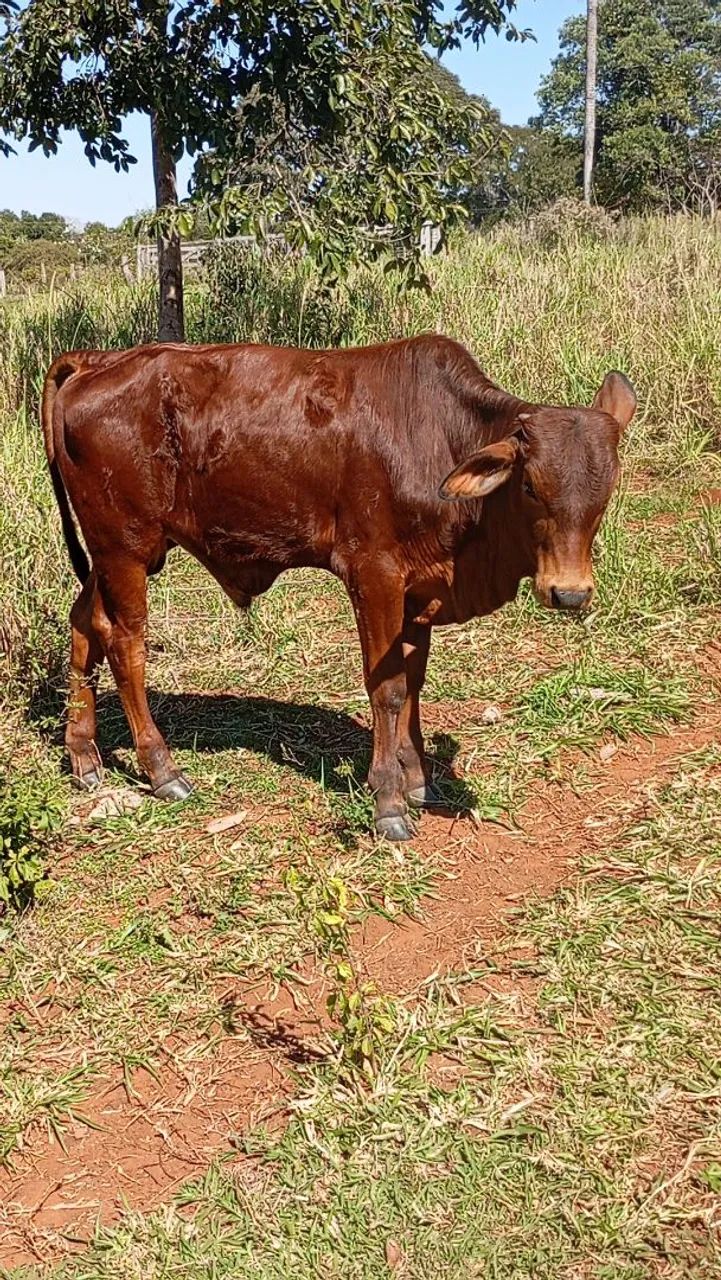 Bezerro  - Foto 4