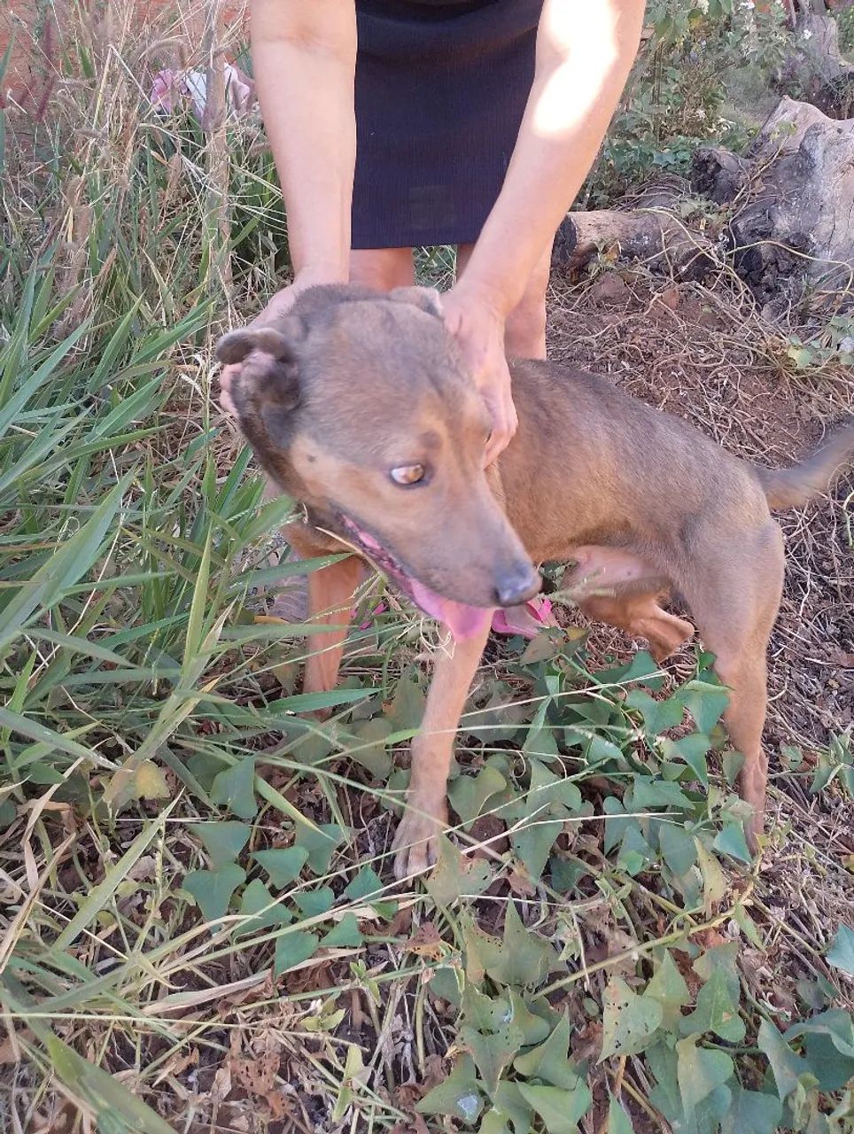 Doação de Cachorro! - Foto 3