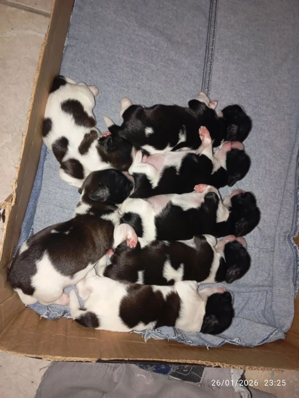 Pet da raça shih Tzu preço 1.200 - Foto 5