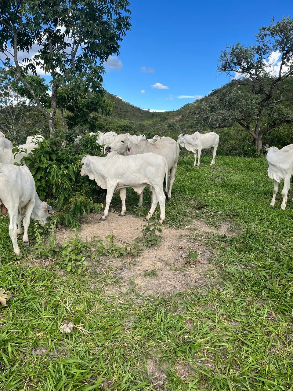 Fazenda Produtiva - Foto 11