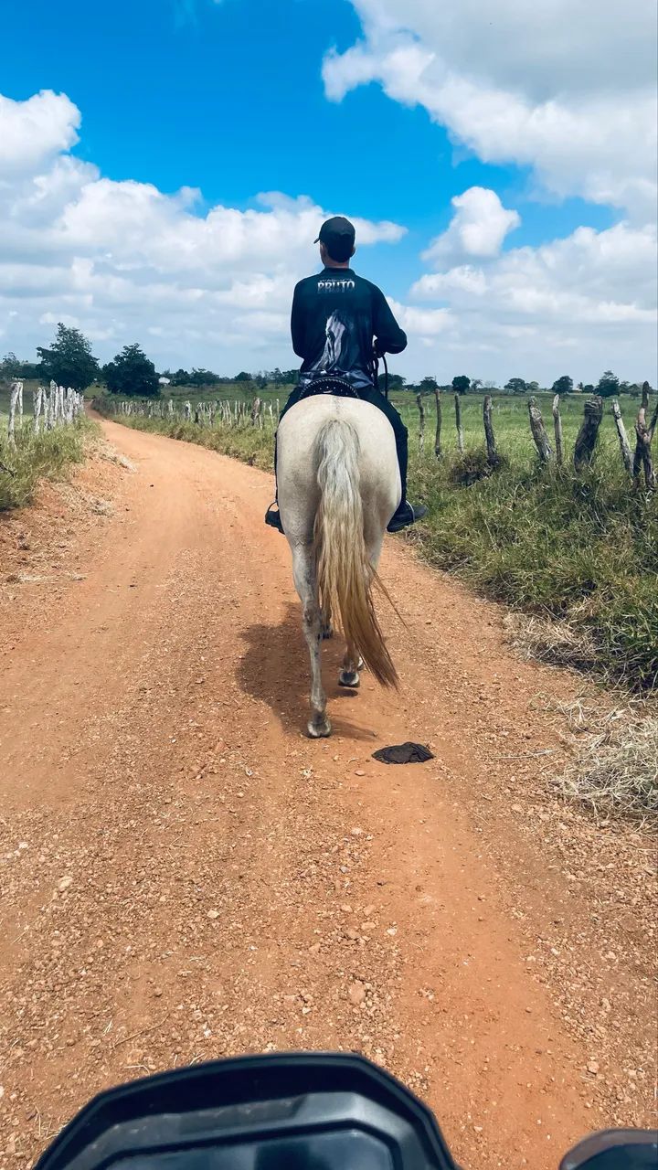 Égua quarto de milha  - Foto 3