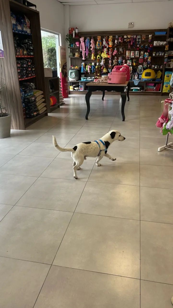 Doa-se cachorro  - Foto 2