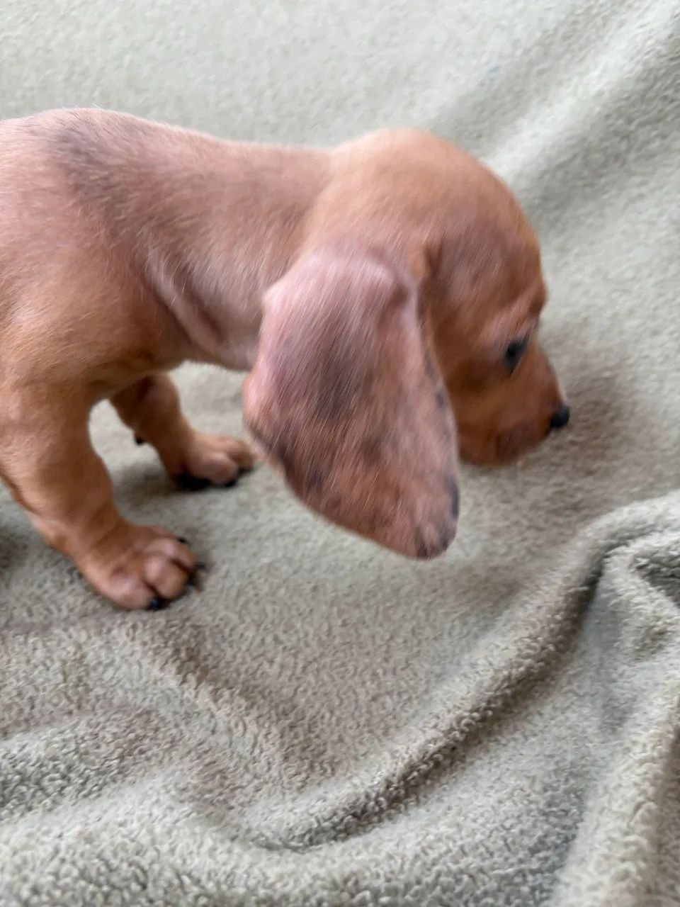 Dachshund fêmea  - Foto 5