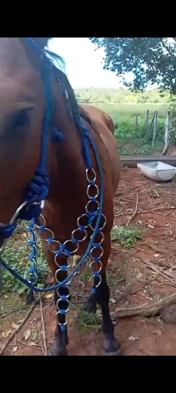 Cavalo novo, manso - Foto 2