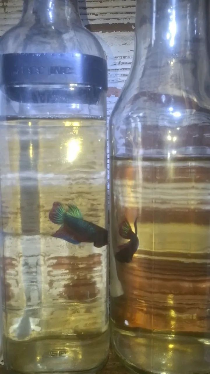 Bettas selvagems - Foto 2