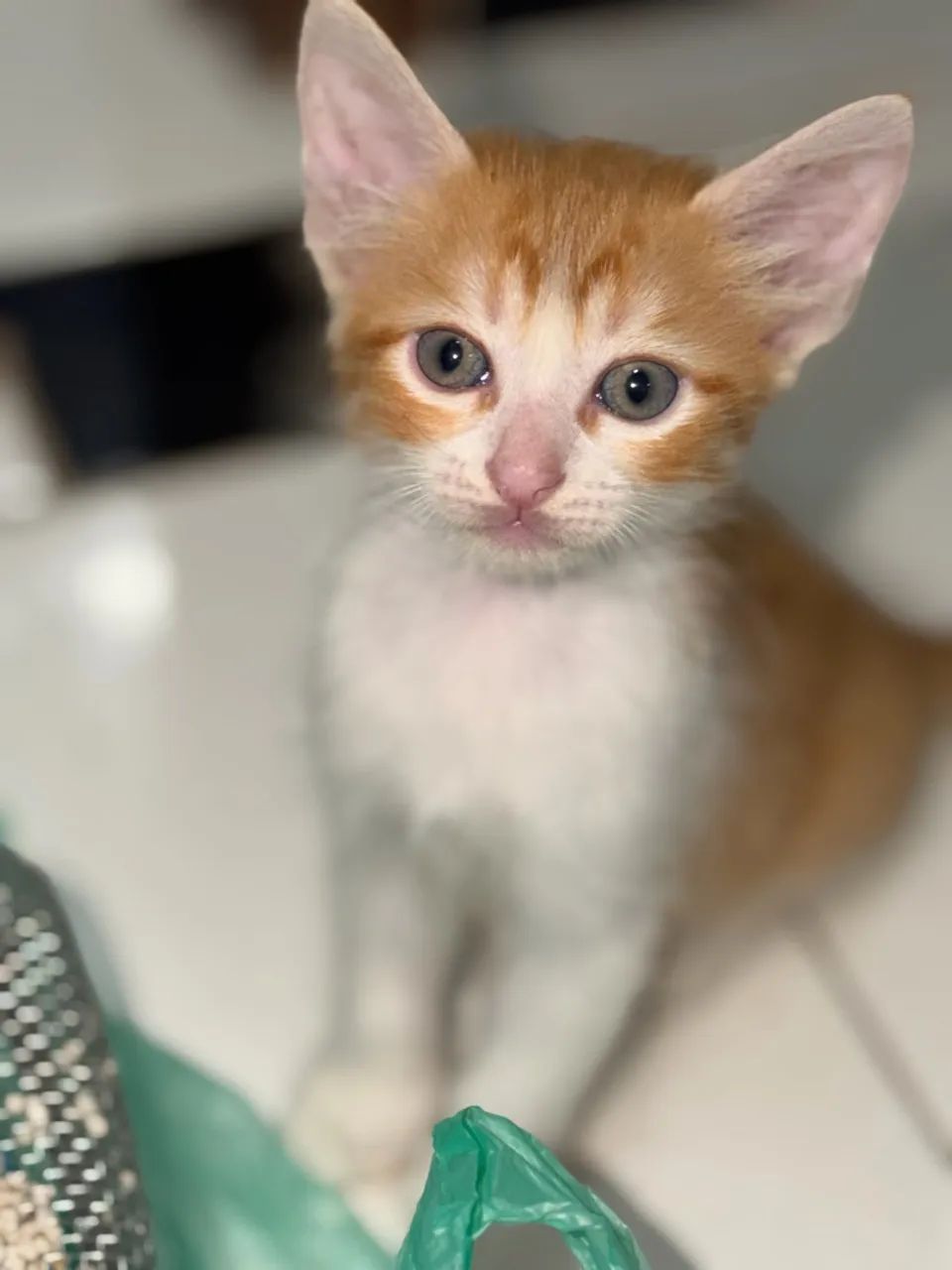Gatos  - Foto 2