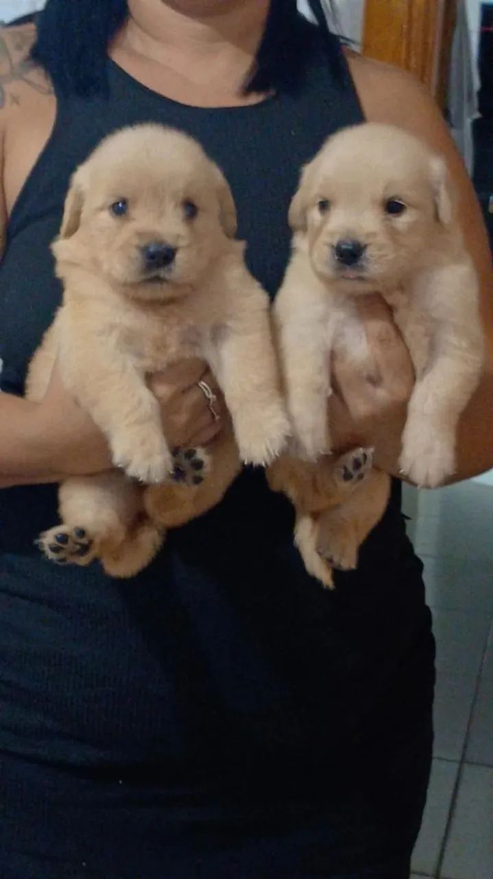 Cachorro  - Foto 2