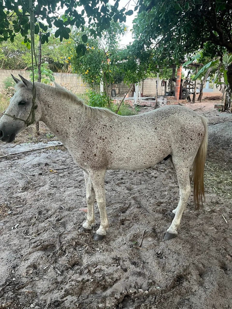 Cavalo manso 