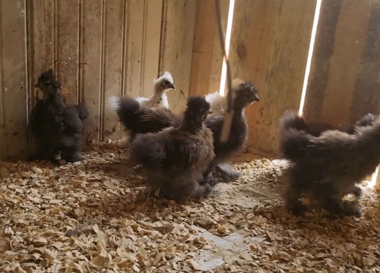 Pintinhos sedosa do Japão 