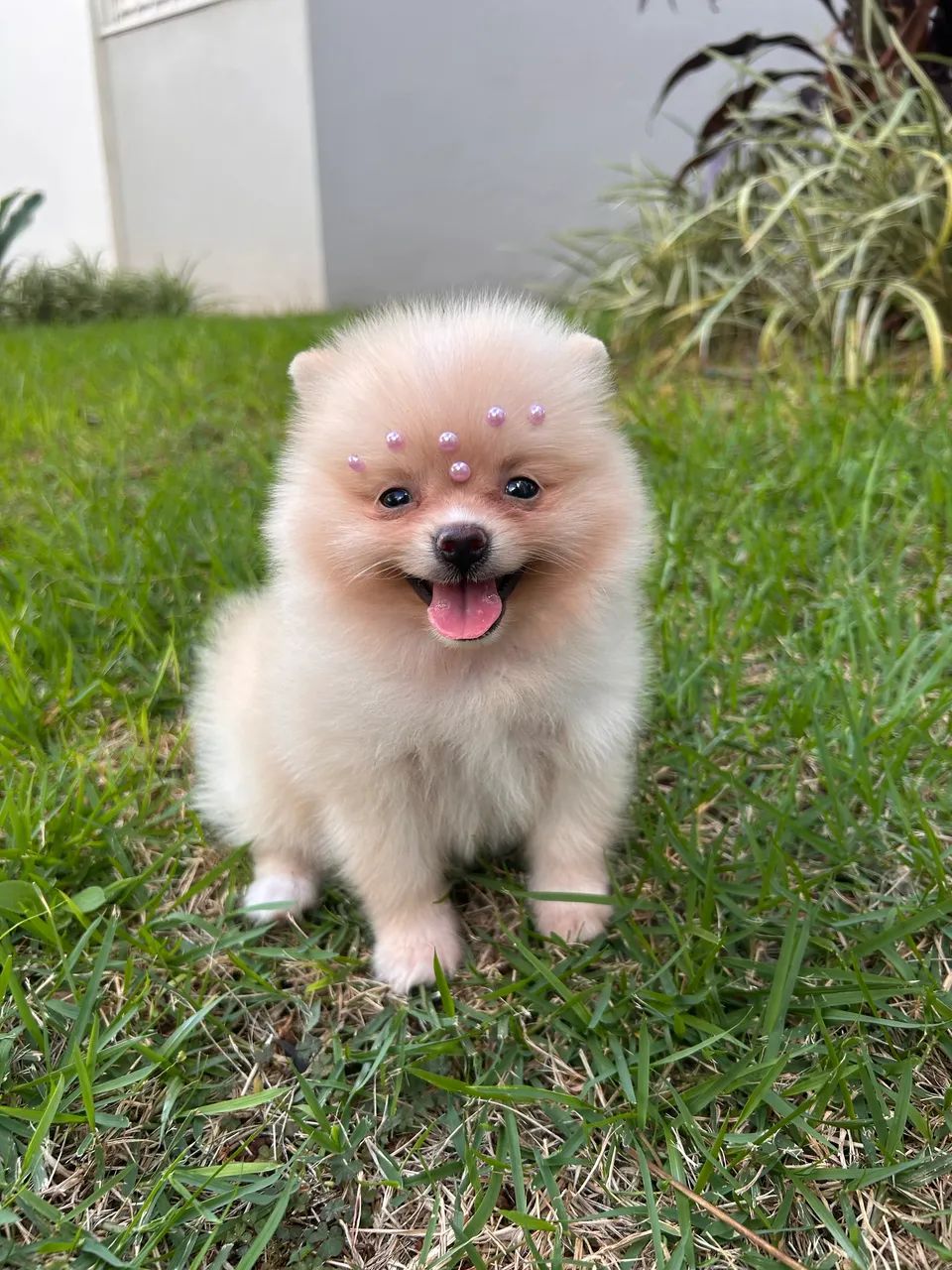 Spitz Alemão filhotes 