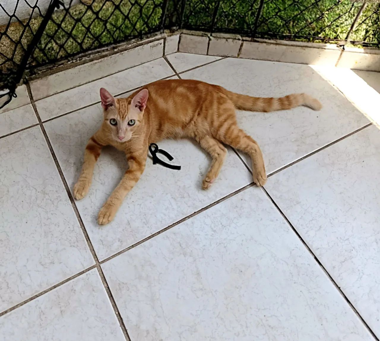 Gato pra adoção castrado, vermífugadob, brincalhão usa caixa de areia  - Foto 2