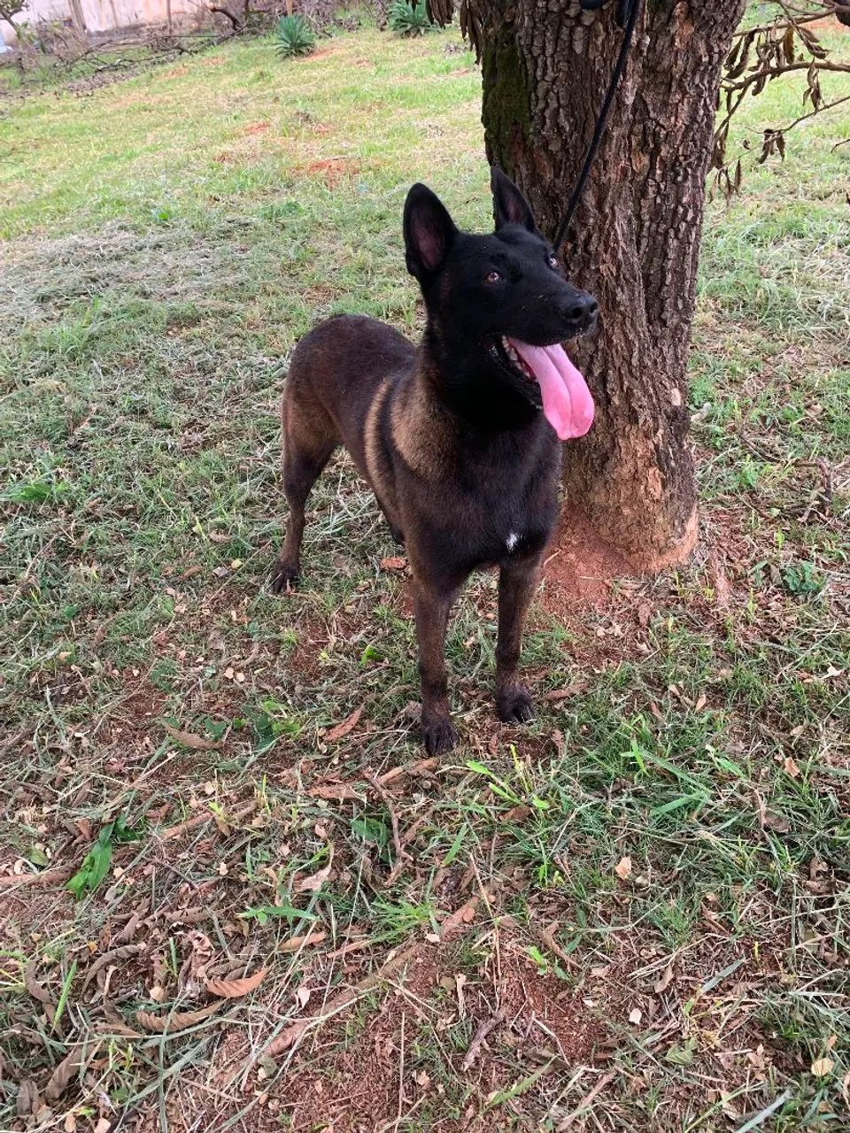 Pastor Belga Malinois  - Foto 5