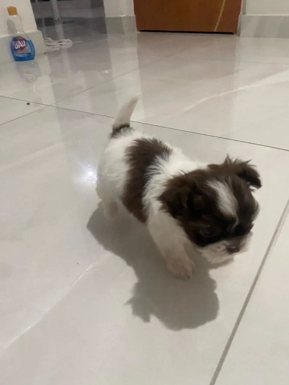Shitzu 37 dias  - Foto 2