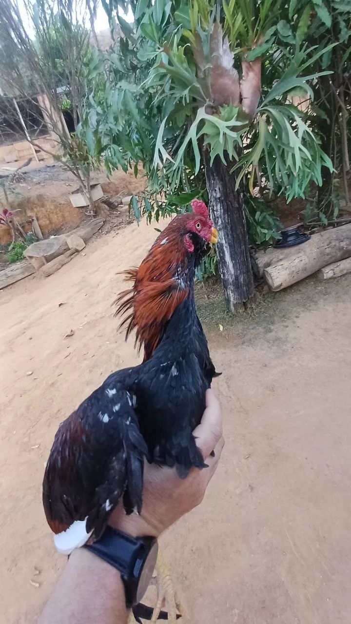Galo indio muda testado  - Foto 3