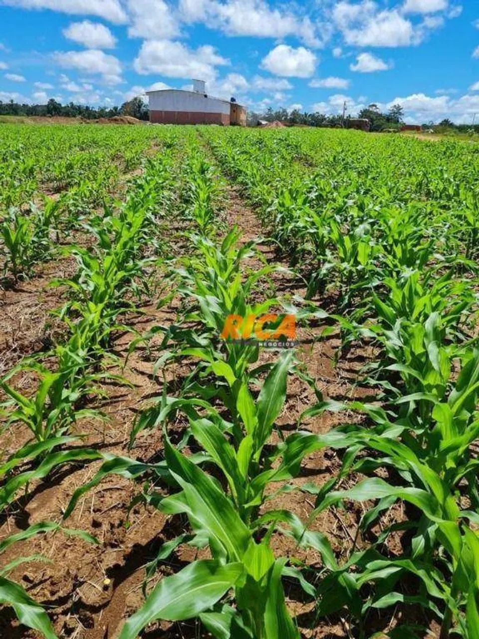 Vende-se Fazenda com 710 Hectares em Humaitá-AM! - Foto 4