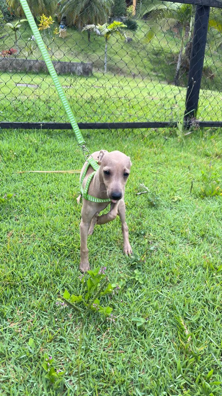 Galgo italiano macho - Foto 2