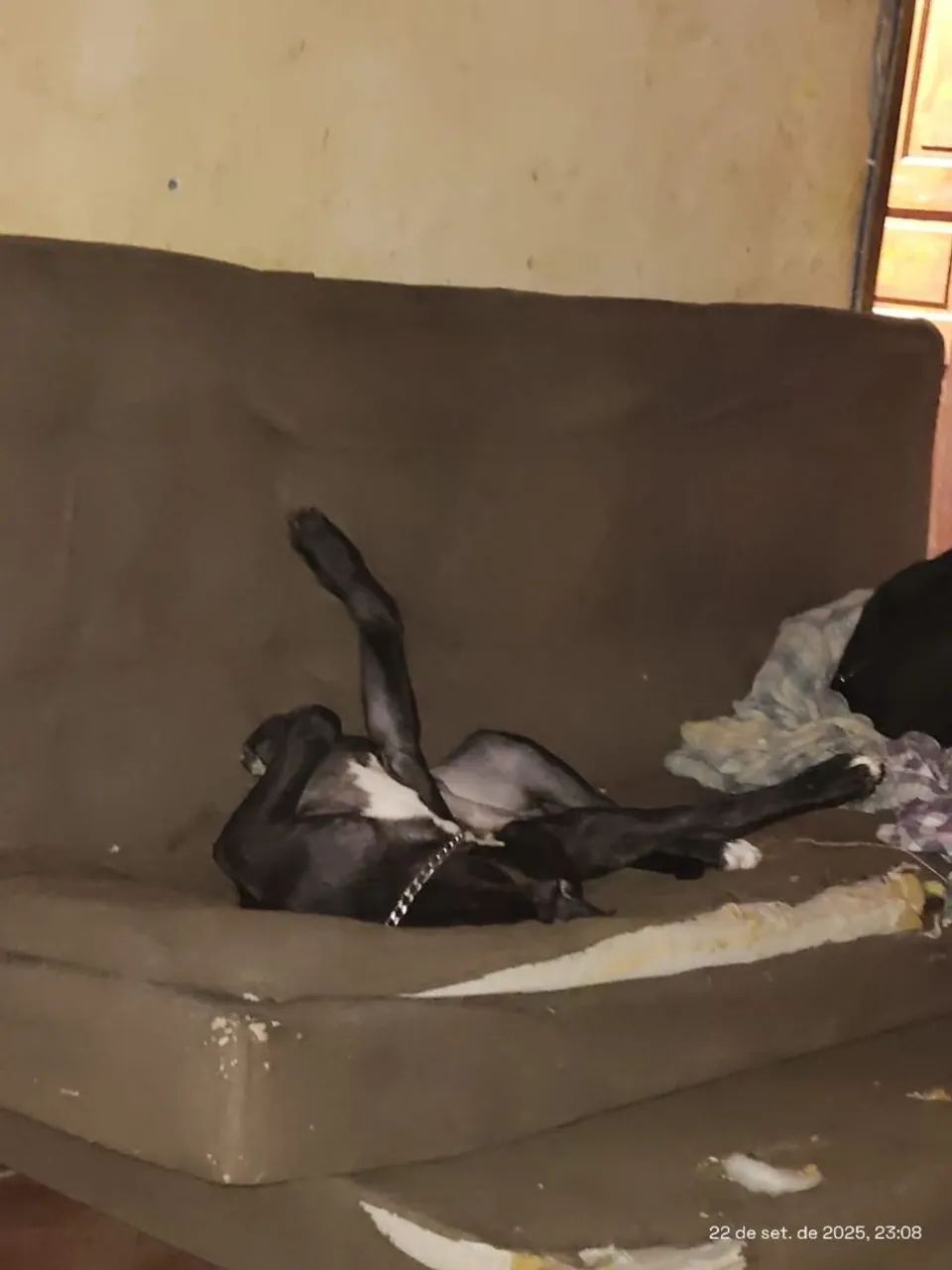 PITBULL DOAÇÃO  - Foto 2