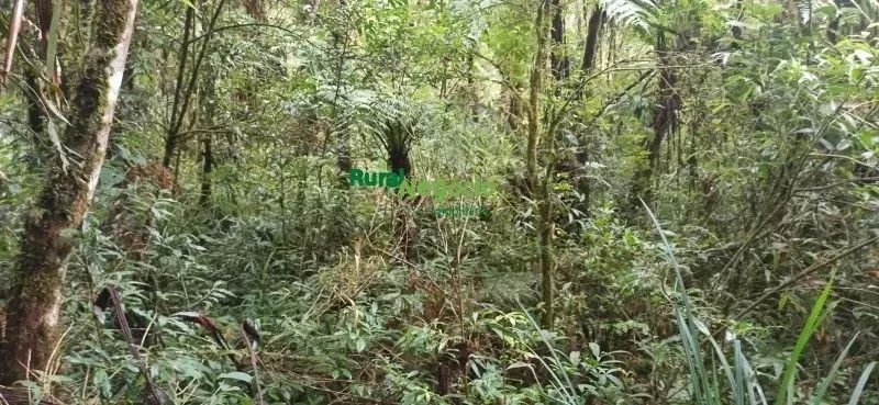 SÍTIO COM CACHOEIRA E SEM BENFEITORIAS EM CUNHA-SP - Foto 5