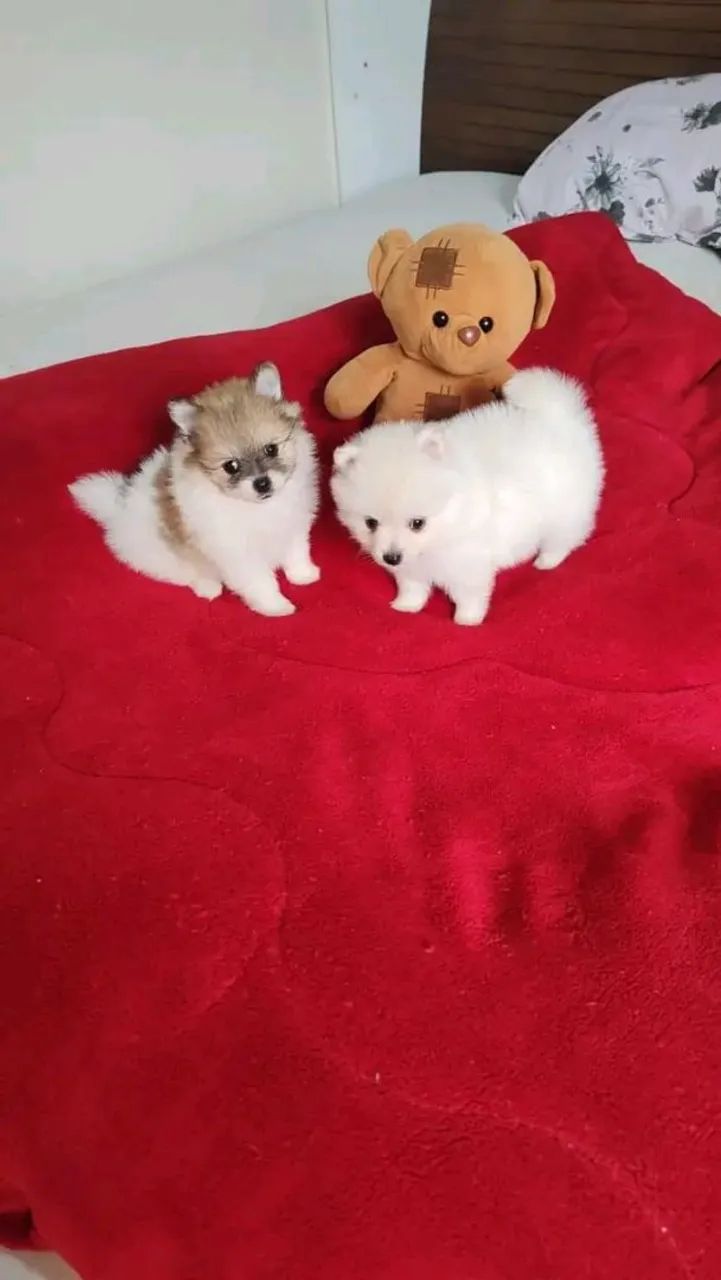 Spitz alemão - Foto 4