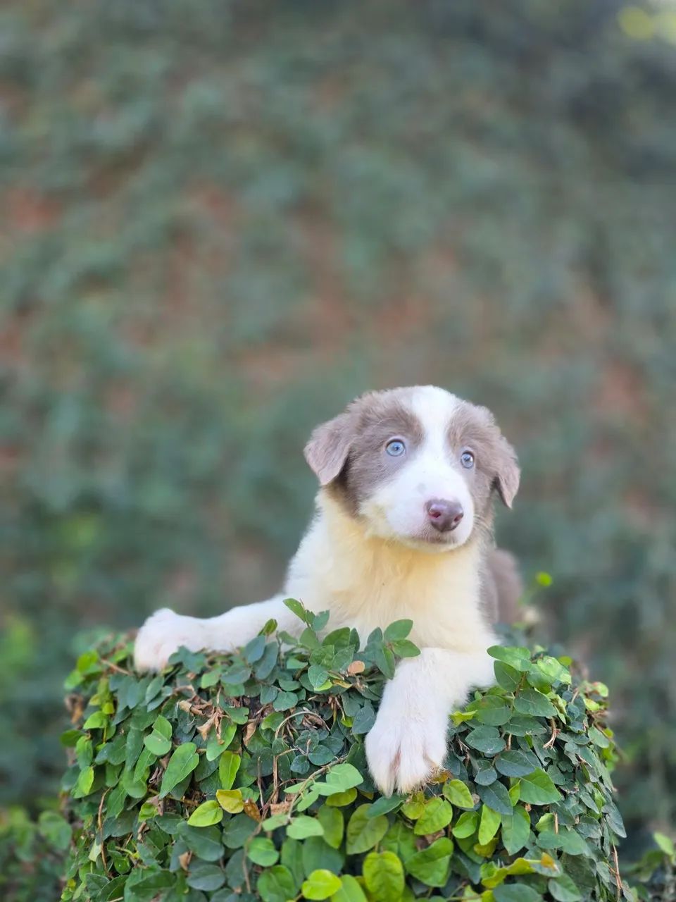 Filhote de Border Collie com pedigree cbkc