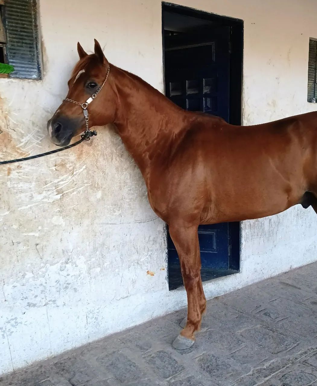 Cobertura Garanhão QM Eternal Haidas HPR  - Foto 2