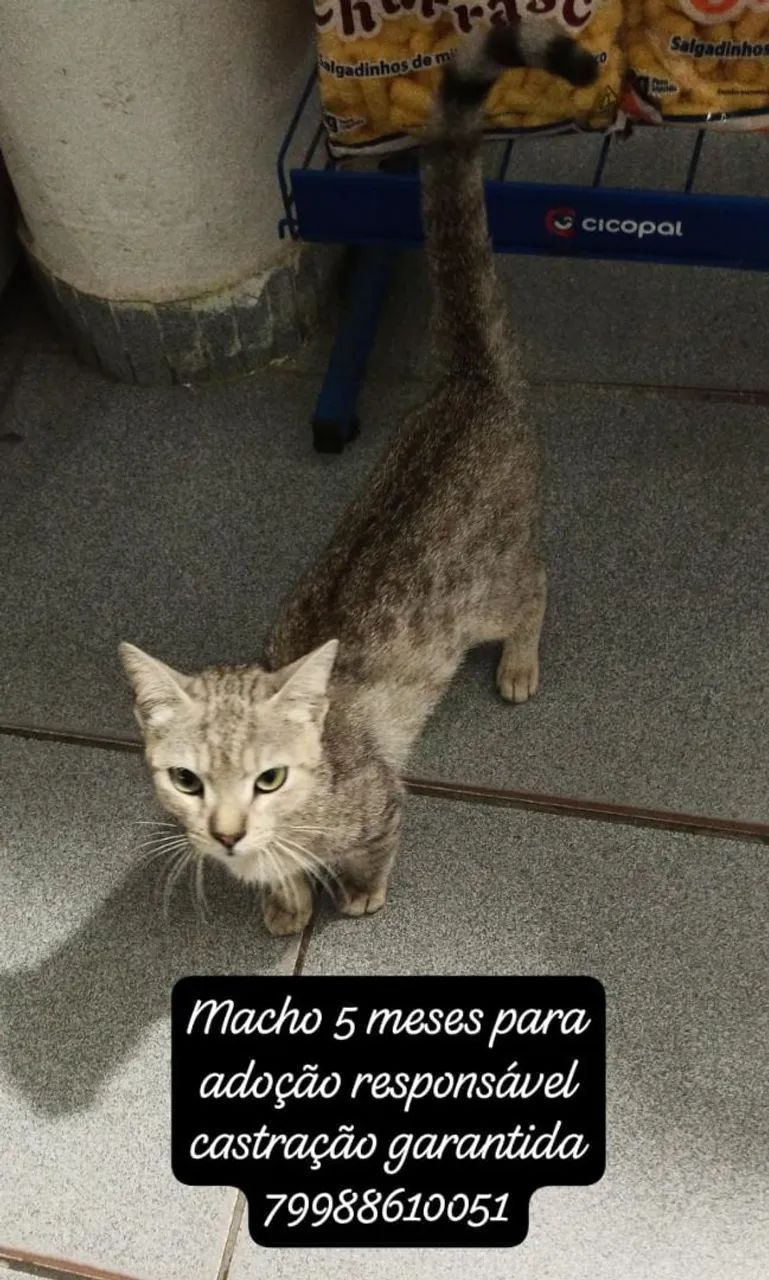 Gatinhos para adoção responsável  - Foto 2