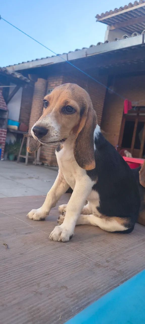 Vendo Filhotes de Beagle - Foto 5