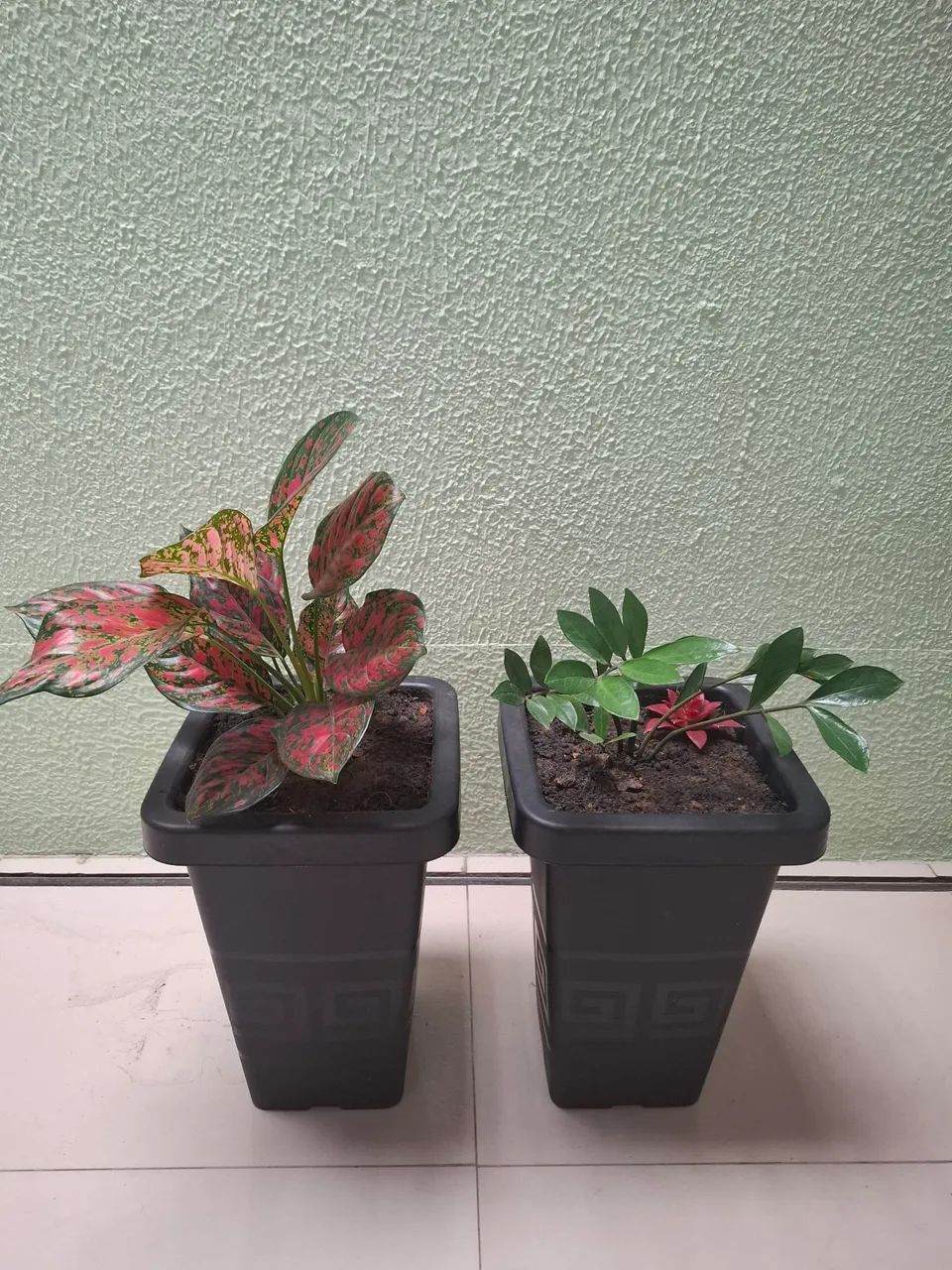 Plantas com caqueira - Foto 3