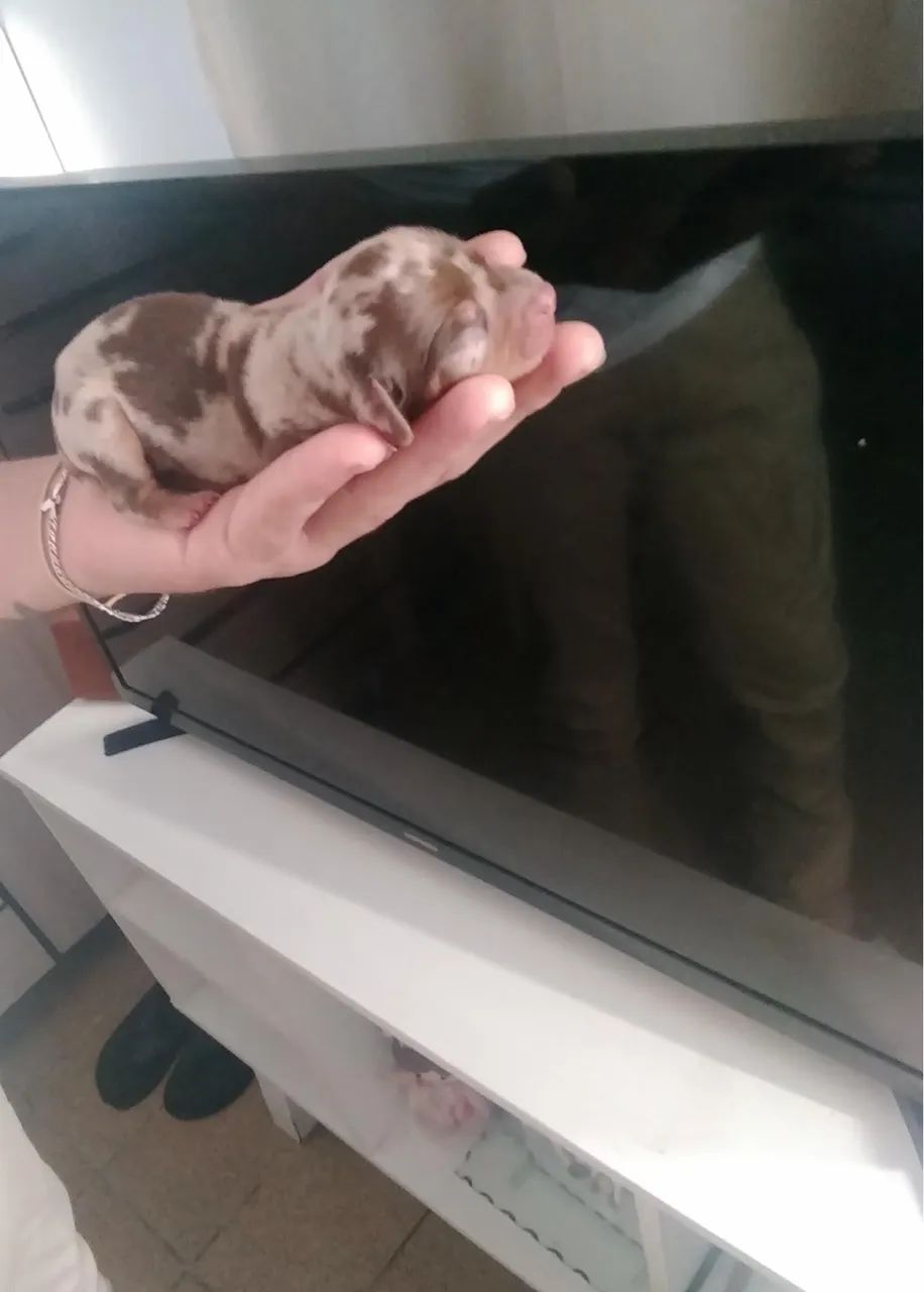 Lindo filhote de dachshund - Foto 3