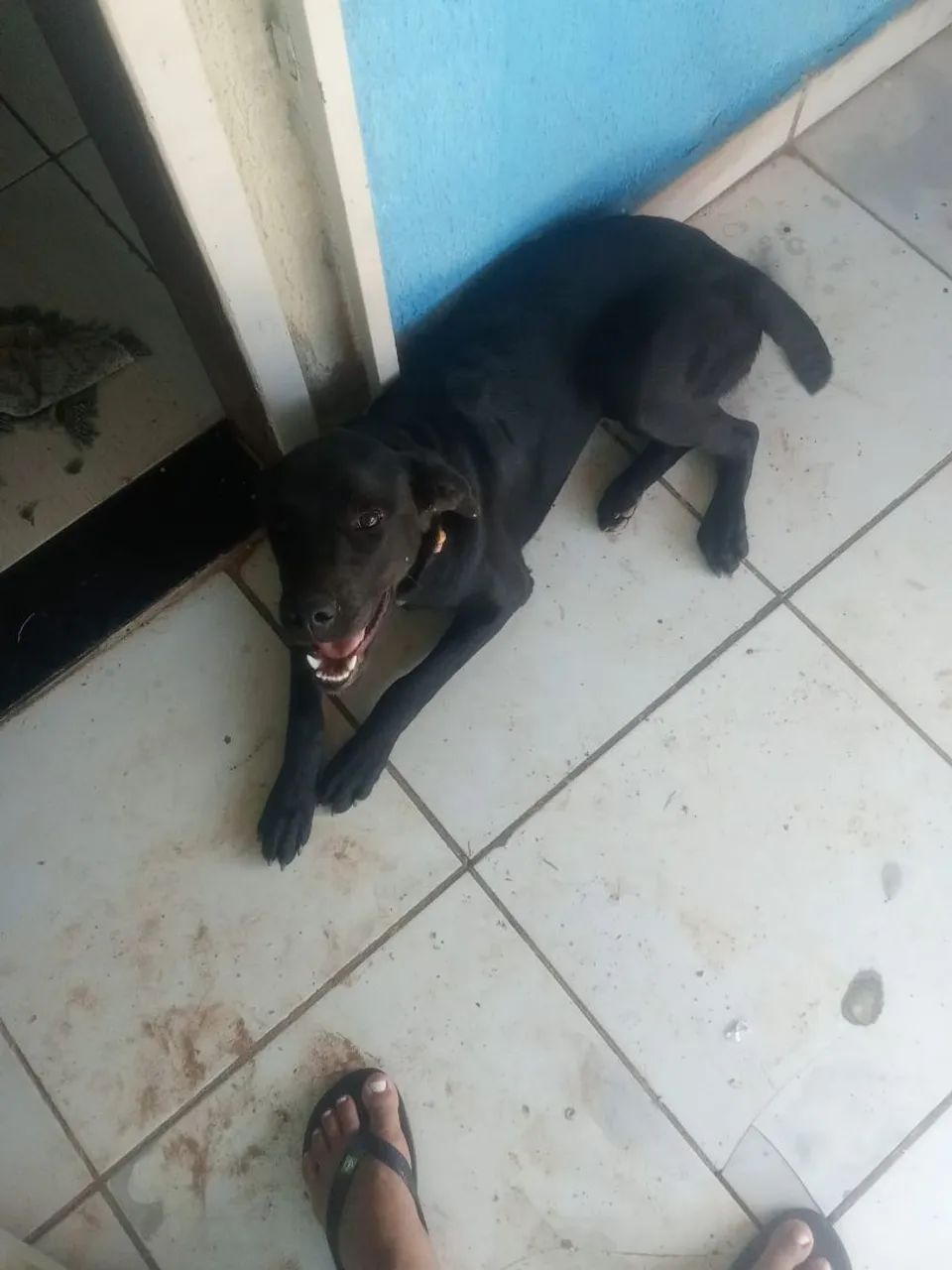 Doação de cadela labradora